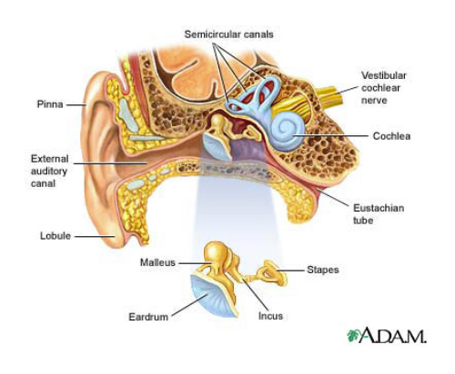 Hearing Ear